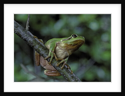 Hyla meridionalis (Mediterranean tree frog) - in a tree by Anonymous