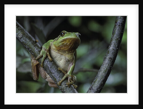 Hyla meridionalis (Mediterranean tree frog) - in a tree by Anonymous
