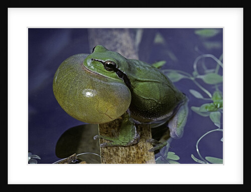 Hyla meridionalis (Mediterranean tree frog) by Anonymous