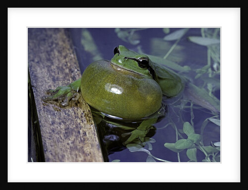 Hyla meridionalis (Mediterranean tree frog) by Anonymous
