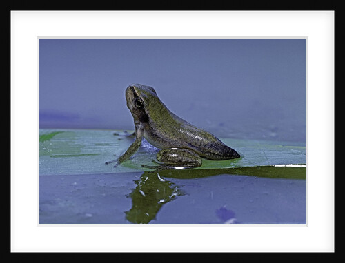 Hyla meridionalis (Mediterranean tree frog) - young with tail stump by Anonymous