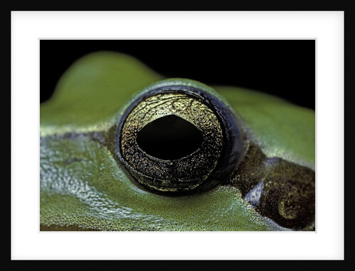 Hyla meridionalis (Mediterranean tree frog) - eye by Anonymous