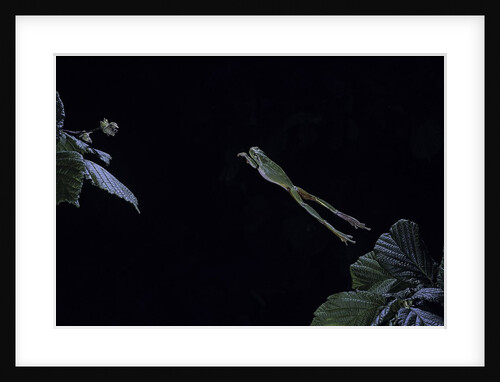 Hyla meridionalis (Mediterranean tree frog) - leaping by Anonymous