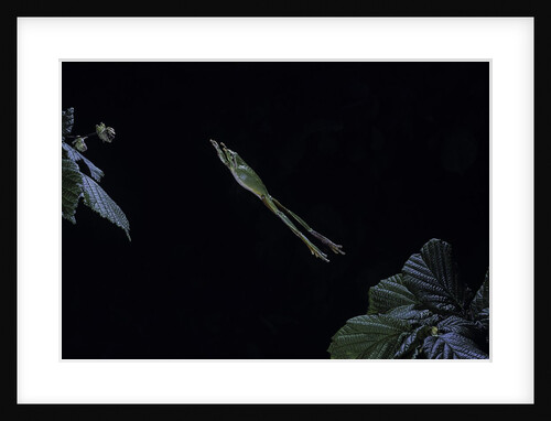 Hyla meridionalis (Mediterranean tree frog) - leaping by Anonymous