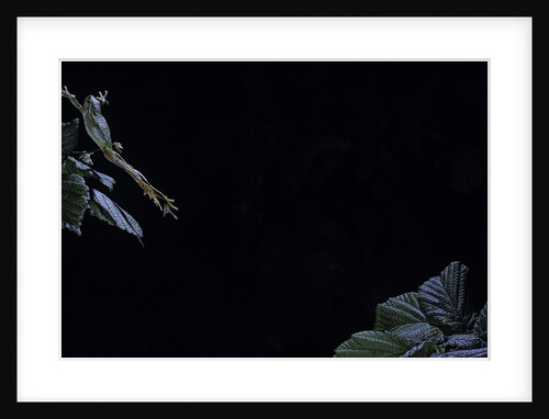 Hyla meridionalis (Mediterranean tree frog) - leaping by Anonymous