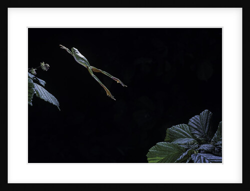 Hyla meridionalis (Mediterranean tree frog) - leaping by Anonymous
