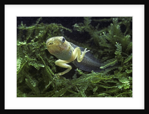 Hyla meridionalis (Mediterranean tree frog) - tadpole 2 legs by Anonymous
