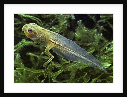 Hyla meridionalis (Mediterranean tree frog) - tadpole 2 legs by Anonymous