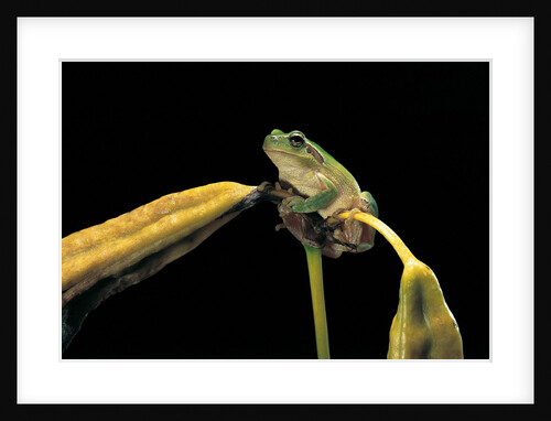 Hyla meridionalis (Mediterranean tree frog) by Anonymous