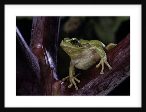 Hyla meridionalis (Mediterranean tree frog) by Anonymous