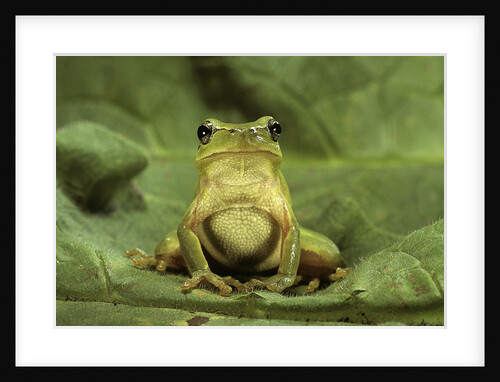 Hyla meridionalis (Mediterranean tree frog) by Anonymous