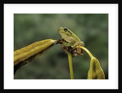Hyla meridionalis (Mediterranean tree frog) by Anonymous