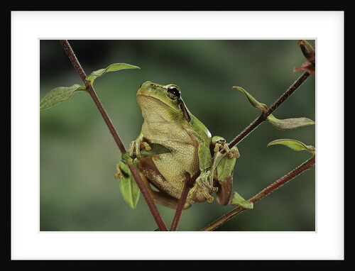 Hyla meridionalis (Mediterranean tree frog) by Anonymous