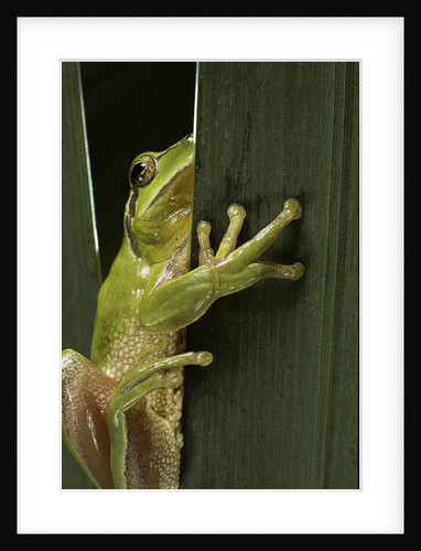 Hyla meridionalis (Mediterranean tree frog) by Anonymous