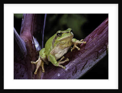 Hyla meridionalis (Mediterranean tree frog) by Anonymous