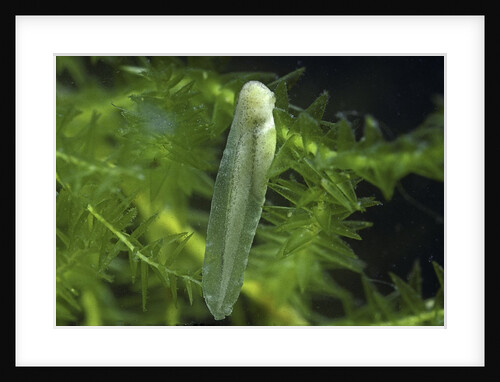 Hyla meridionalis (Mediterranean tree frog) - newly hatched tadpole by Anonymous