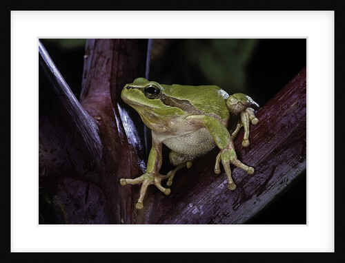 Hyla meridionalis (Mediterranean tree frog) by Anonymous