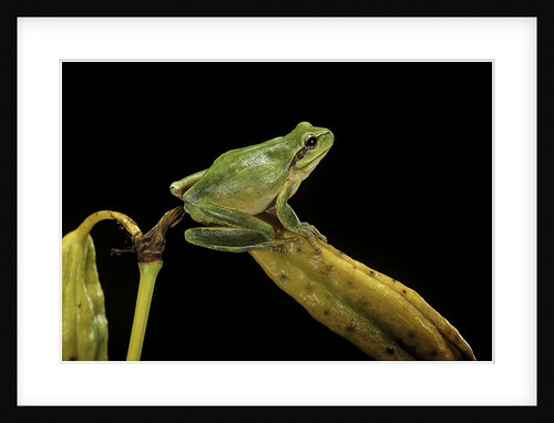 Hyla meridionalis (Mediterranean tree frog) by Anonymous