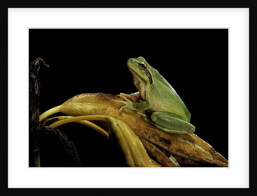 Hyla meridionalis (Mediterranean tree frog) by Anonymous