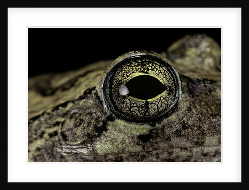 Hyla versicolor (gray treefrog) - eye by Anonymous