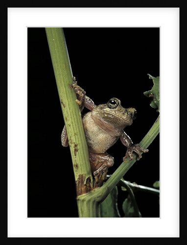 Hyla versicolor (gray treefrog) by Anonymous