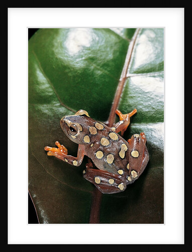 Hyperolius argus (argus reed frog) by Anonymous