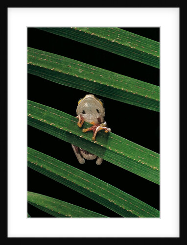 Hyperoliusi fusciventris (lime reed frog) by Anonymous