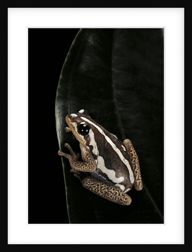 Hyperolius marmoratus (marbled reed frog, painted reed frog) by Anonymous
