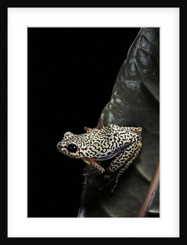 Hyperolius marmoratus (marbled reed frog, painted reed frog) by Anonymous