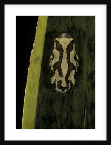 Hyperolius marmoratus (marbled reed frog, painted reed frog) by Anonymous