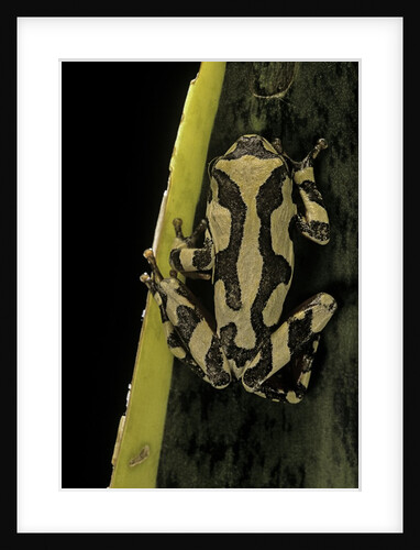Hyperolius marmoratus (marbled reed frog, painted reed frog) by Anonymous