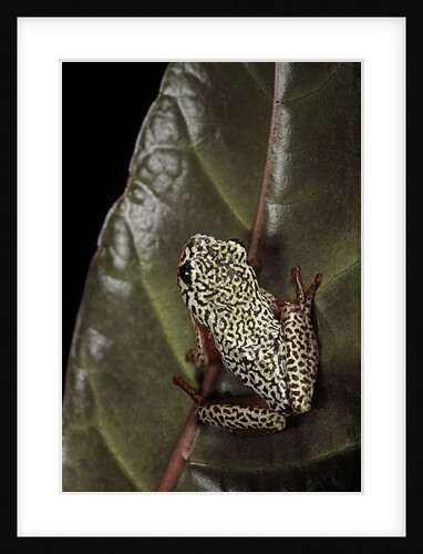 Hyperolius marmoratus (marbled reed frog, painted reed frog); multicolored by Anonymous