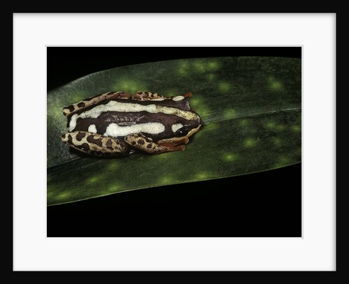 Hyperolius marmoratus parallelus (marbled reed frog, painted reed frog) by Anonymous