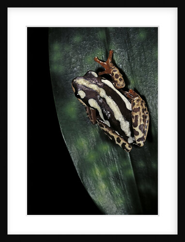 Hyperolius marmoratus parallelus (marbled reed frog, painted reed frog) by Anonymous