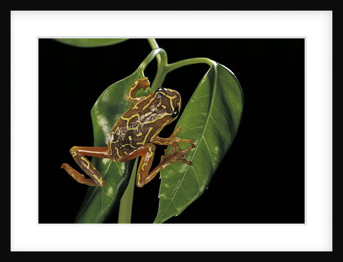 Hyperolius marmoratus variabilis (marbled reed frog, painted reed frog) by Anonymous
