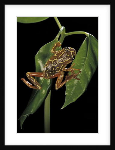 Hyperolius marmoratus variabilis (marbled reed frog, painted reed frog) by Anonymous