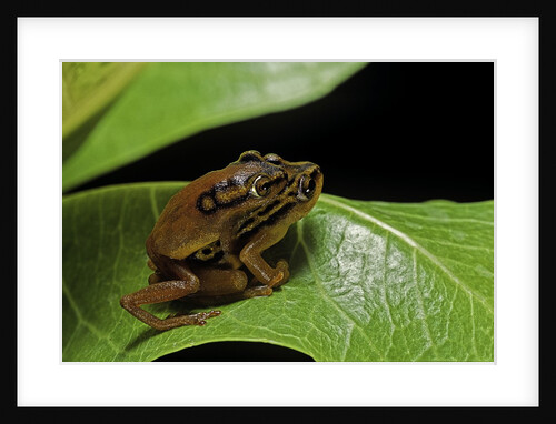 Hyperolius puncticulatus - mating by Anonymous