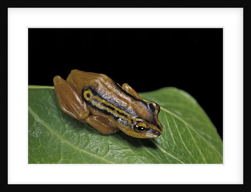 Hyperolius puncticulatus (spotted reed frog) by Anonymous