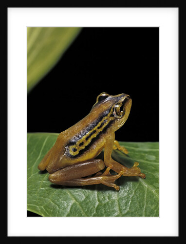 Hyperolius puncticulatus (spotted reed frog) by Anonymous