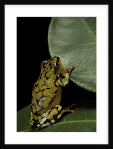 Hyperolius puncticulatus (spotted reed frog) by Anonymous