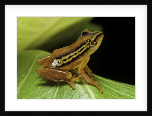 Hyperolius puncticulatus (spotted reed frog) by Anonymous