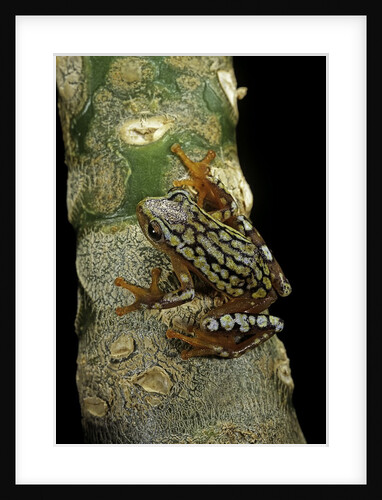Hyperolius puncticulatus amani (spotted reed frog) by Anonymous