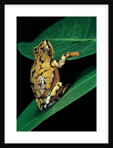 Hyperolius puncticulatus (spotted reed frog) by Anonymous
