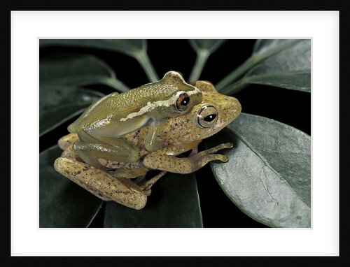 Hyperolius semidiscus (yellow-striped reed frog ) - mating by Anonymous