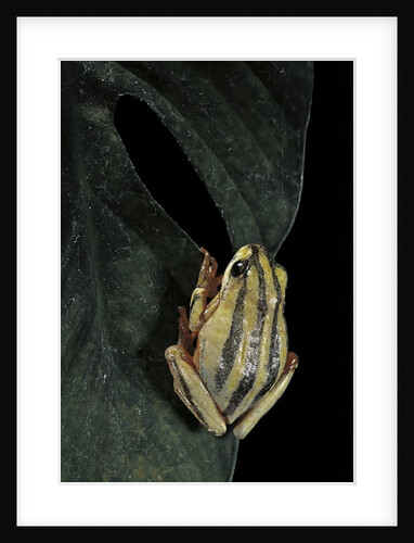 Hyperolius marmoratus taeniatus (marbled reed frog, painted reed frog) by Anonymous