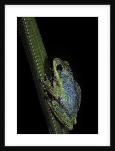 Hyperolius tuberilinguis (tinker reed frog) by Anonymous
