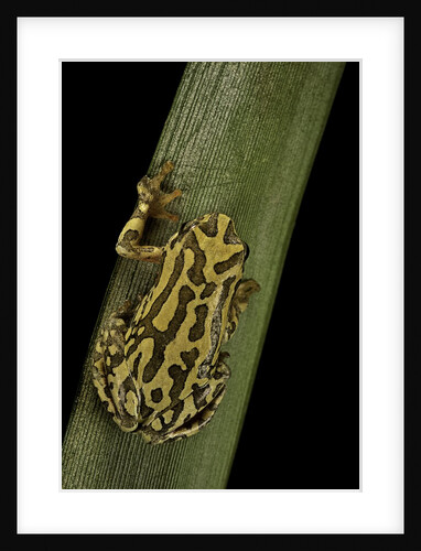 Hyperolius viridiflavus (common reed frog) by Anonymous