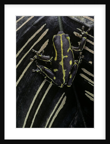 Hyperolius viridiflavus (common reed frog) by Anonymous