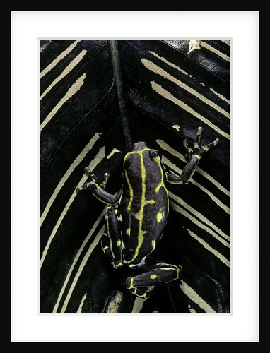Hyperolius viridiflavus (common reed frog) by Anonymous