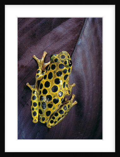 Hyperolius viridiflavus aposematicus by Anonymous